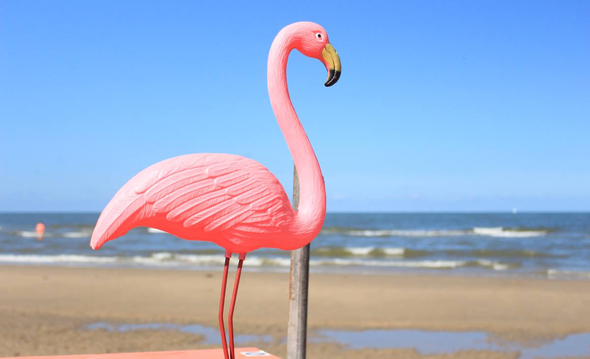 Pink, Flamingo